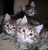 Siberian kittens Georgia